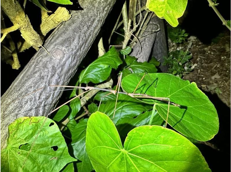 [Miyakojima - Same-day reservations OK!!] English-speaking available ◎ "Cheap plan for families" Jungle night tour ★ Free photo data ★ Have fun with an island guide!!の紹介画像