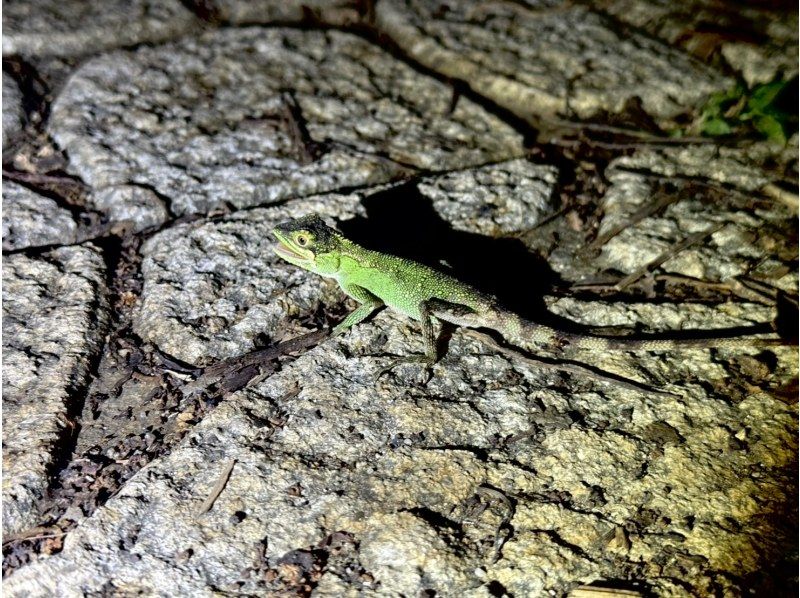 【宮古島・ナイトツアー】幻のヤシガニ・ジャングル探検ツアー！雨天決行｜当日予約◎＜写真データ無料でお渡し！＞の紹介画像