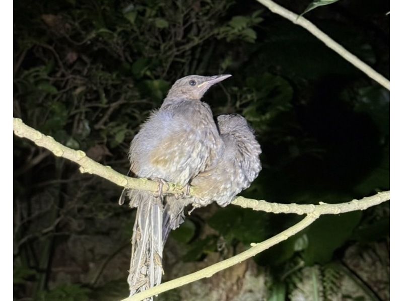 【宮古島・ナイトツアー】幻のヤシガニ・ジャングル探検ツアー！雨天決行｜当日予約◎＜写真データ無料でお渡し！＞の紹介画像