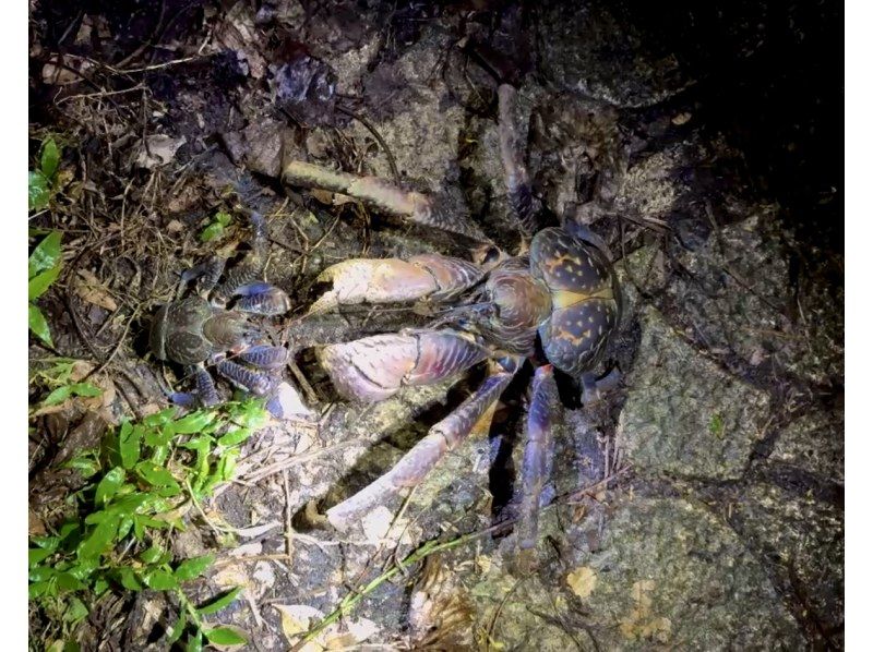 【宮古島・ナイトツアー】幻のヤシガニ・ジャングル探検ツアー！雨天決行｜当日予約◎＜写真データ無料でお渡し！＞の紹介画像