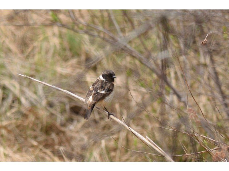 戦場ヶ原ガイドウォーク〈春編〉【栃木県・奥日光】【どなたでもご参加歓迎！】の紹介画像