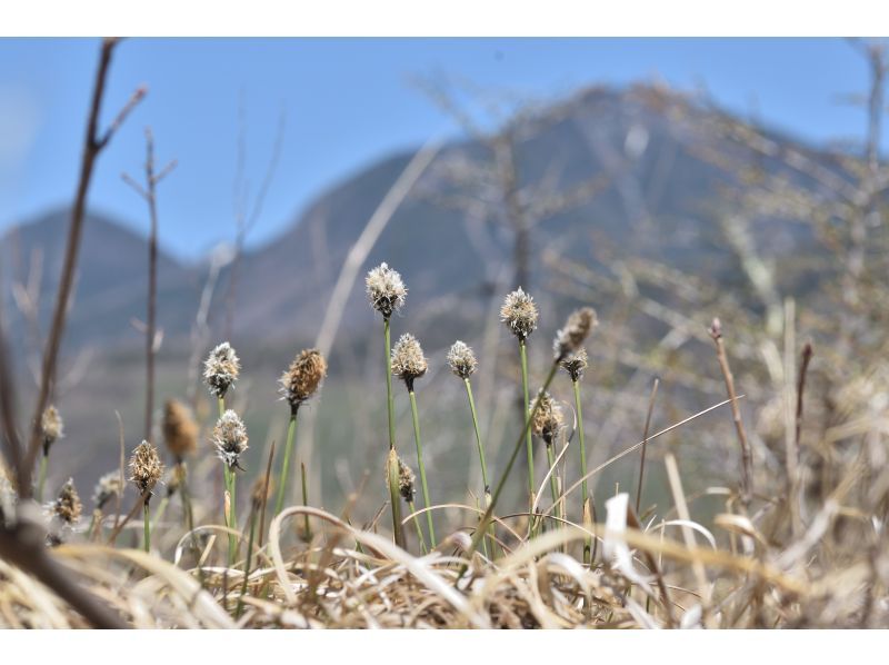 戦場ヶ原ガイドウォーク〈春編〉【栃木県・奥日光】【どなたでもご参加歓迎！】の紹介画像