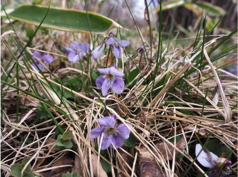 戦場ヶ原ガイドウォーク〈春編〉【栃木県・奥日光】【どなたでもご参加歓迎！】の紹介画像