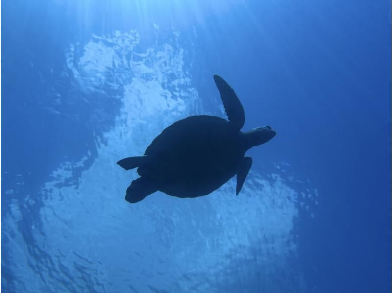 安くて満足感をお求めの方！【石垣島】青の洞窟＆ウミガメシュノーケル☆送迎も水中写真も無料♪の紹介画像