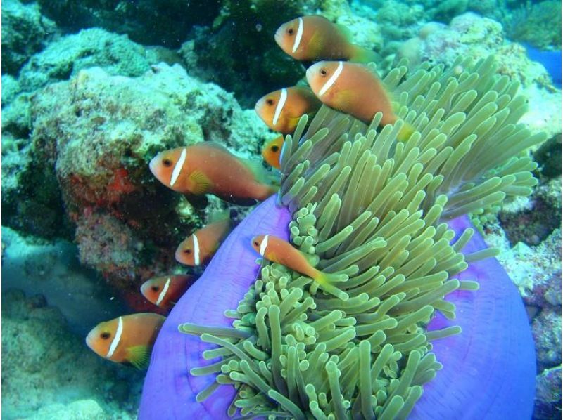 【伊平屋島・野甫島】1組貸切りジェットスキーで行くスキンダイビングツアーの紹介画像