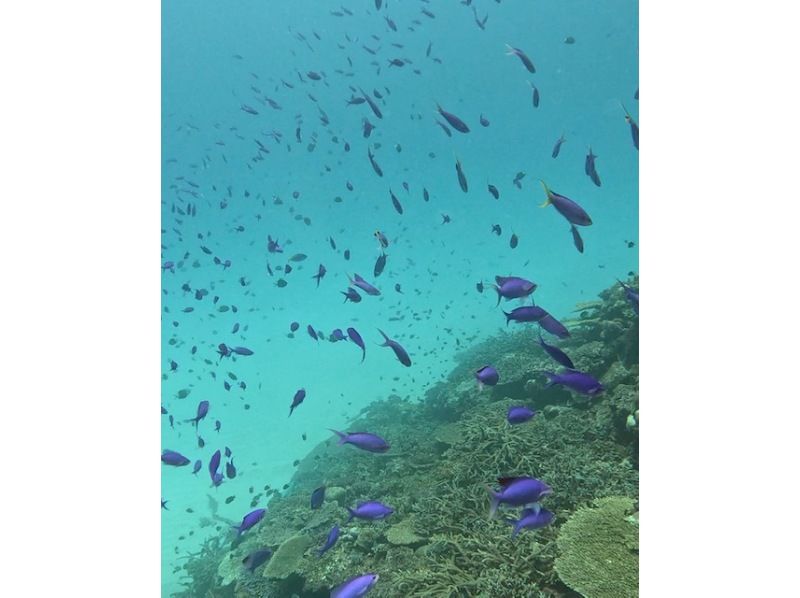 【伊平屋島・野甫島】1組貸切りジェットスキーで行くスキンダイビングツアーの紹介画像
