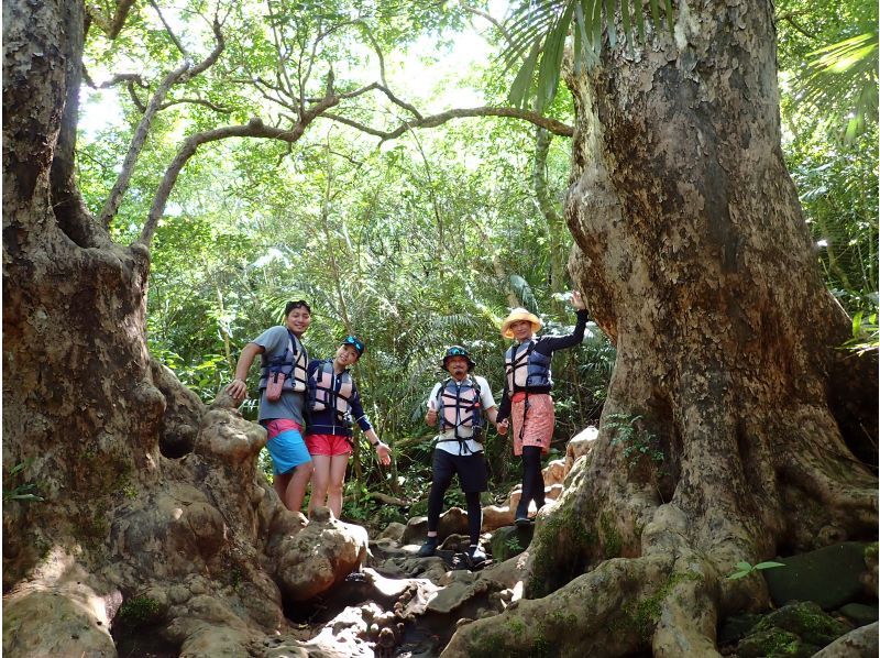 [沖繩縣/西表島] Pinaisara瀑布獨木舟健行＆由布島水牛車之旅の紹介画像