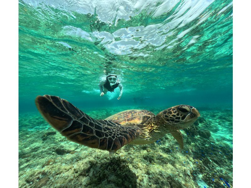 [Private tours for one group only] We will organize a tour tailored to your needs in southern Okinawa, and take over 60 photos. We will create memories of your Okinawa trip! High chance of encountering sea turtles?の紹介画像