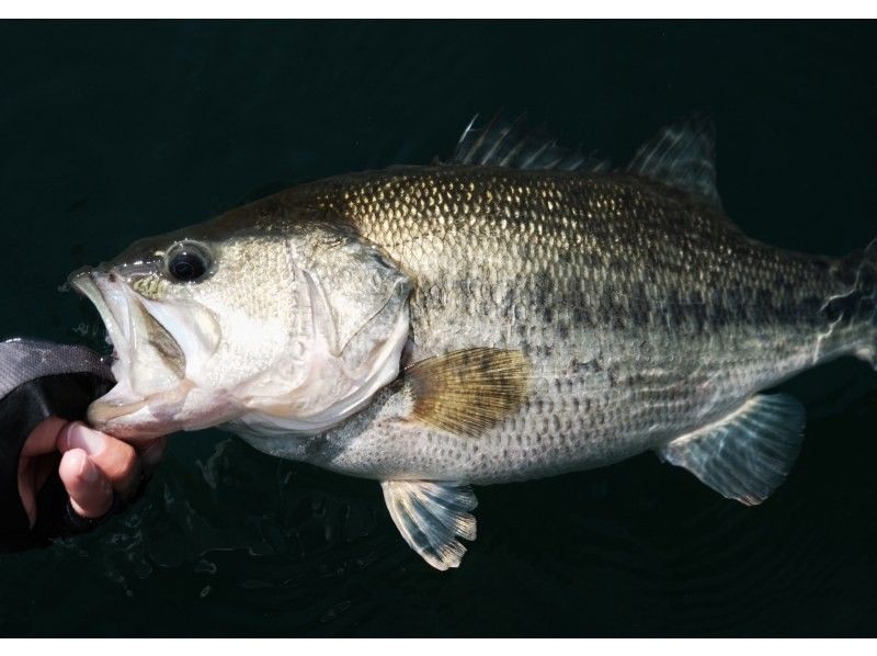 【Kyoto&Shiga】Private Bass Fishing in Japan, Local Guide & Hotel Pickupの紹介画像
