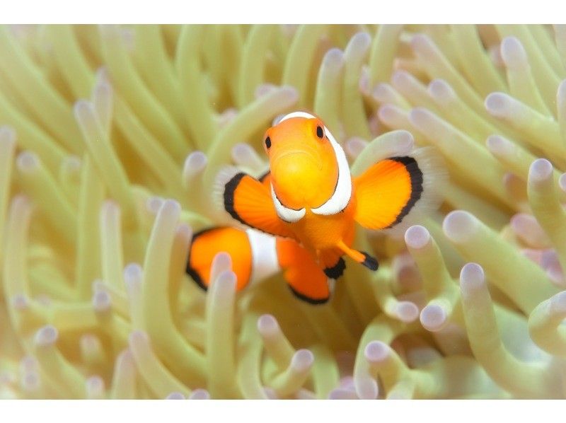 【沖縄・渡嘉敷島】ウミガメに出会える！「ボートスノーケルツアー」 リゾートホテル★ランチ付きの紹介画像