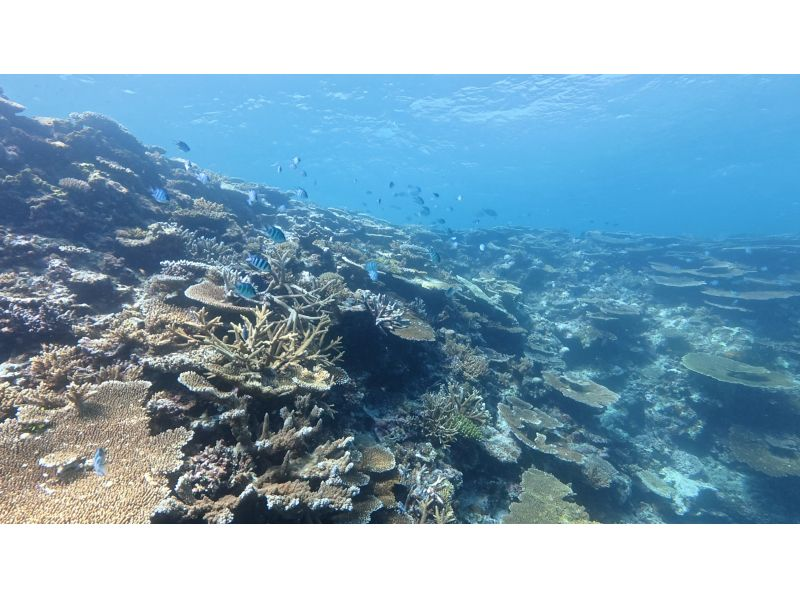 【沖縄・宮古島】大神島周辺シュノーケリング　八重干瀬にも負けない美しさ　無料送迎可能(3名様)　宮古島出身の漁師ガイド　写真データプレゼントの紹介画像