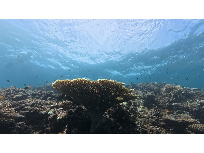 【沖縄・宮古島】大神島周辺シュノーケリング　八重干瀬にも負けない美しさ　無料送迎可能(3名様)　宮古島出身の漁師ガイド　写真データプレゼントの紹介画像