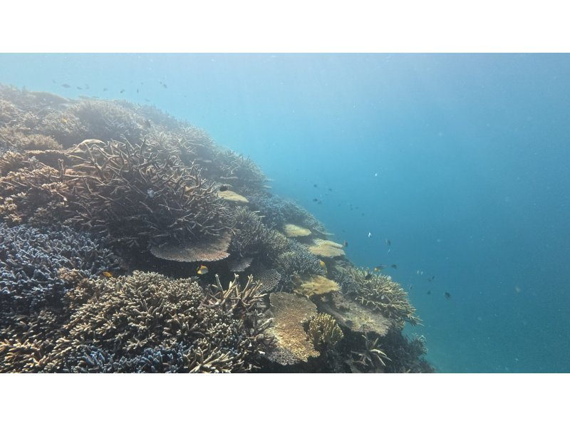 【沖縄・宮古島】大神島周辺シュノーケリング　八重干瀬にも負けない美しさ　無料送迎可能(3名様)　宮古島出身の漁師ガイド　写真データプレゼントの紹介画像