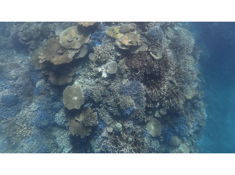 【沖縄・宮古島】大神島周辺シュノーケリング　八重干瀬にも負けない美しさ　無料送迎可能(3名様)　宮古島出身の漁師ガイド　写真データプレゼントの紹介画像