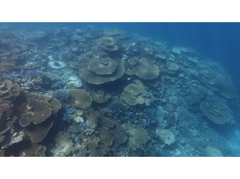 【沖縄・宮古島】大神島周辺シュノーケリング　八重干瀬にも負けない美しさ　無料送迎可能(3名様)　宮古島出身の漁師ガイド　写真データプレゼントの紹介画像