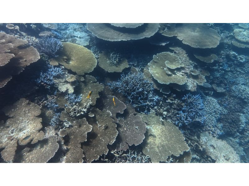 【沖縄・宮古島】大神島周辺シュノーケリング　八重干瀬にも負けない美しさ　無料送迎可能(3名様)　宮古島出身の漁師ガイド　写真データプレゼントの紹介画像