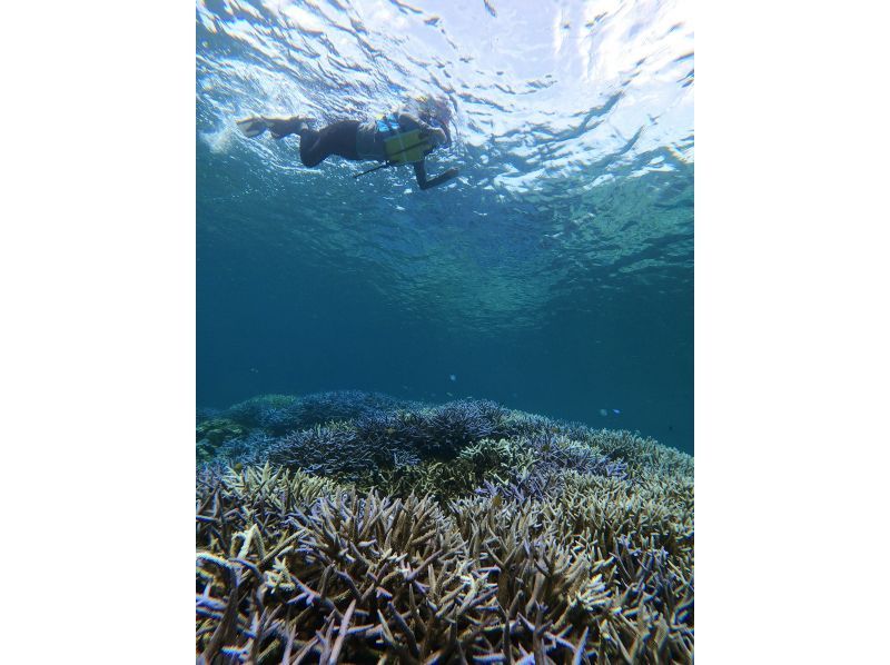 [冲绳，宫古岛] SUP＆浮潜之旅！豪华套餐，让您同时享受两种乐趣！悠闲地乘船游览清澈的海水，在私人场所游泳！の紹介画像