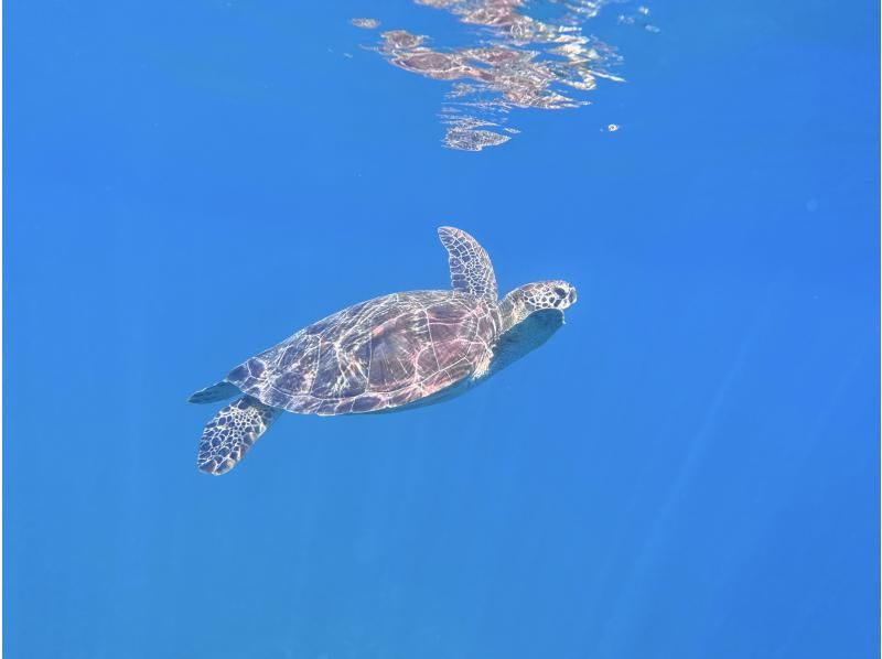 1組様限定！【石垣島】青の洞窟＆ウミガメシュノーケル貸切ツアー☆ちょっと贅沢にゆっくり時間♪の紹介画像