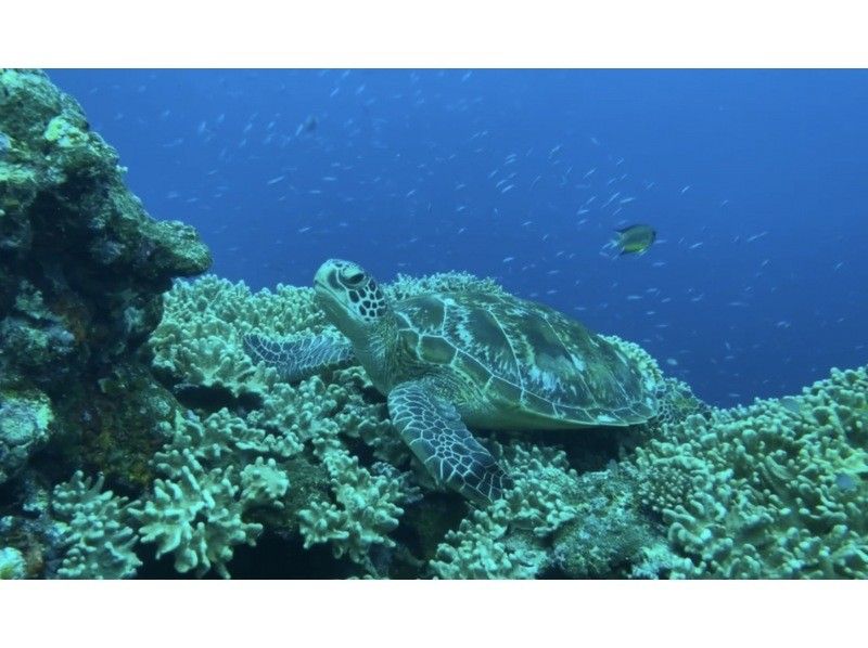 【沖縄・石垣島/半日】石垣島で幻想的な出会い！サンセットタイムウミガメシュノーケリングツアー☆4年間ウミガメ遭遇率100%！の紹介画像