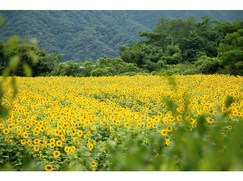 【香川縣滿濃町】騎上電動輔助自行車，到向日葵田裡兜風吧！附贈向日葵種植者推薦路線圖♪（4小時租約）の紹介画像