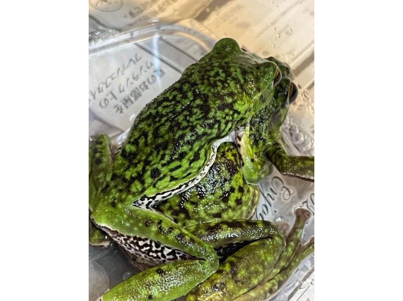 [東京調布]暑假自學，4部分主題：「稻田，里山，爬行動物，兩棲動物的捕捉與觀察」4天週四課程，8月31日，8月7日，8月21日，8月28日の紹介画像