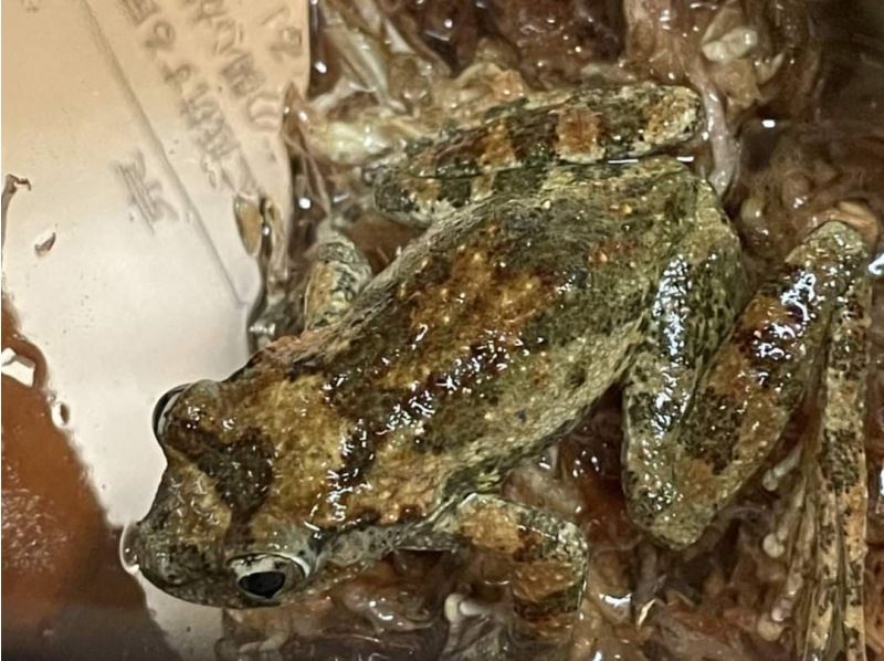 [東京調布]暑假自學，4部分主題：「稻田，里山，爬行動物，兩棲動物的捕捉與觀察」4天週四課程，8月31日，8月7日，8月21日，8月28日の紹介画像