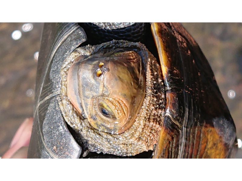 [東京調布]暑假自學，4部分主題：「稻田，里山，爬行動物，兩棲動物的捕捉與觀察」4天週四課程，8月31日，8月7日，8月21日，8月28日の紹介画像