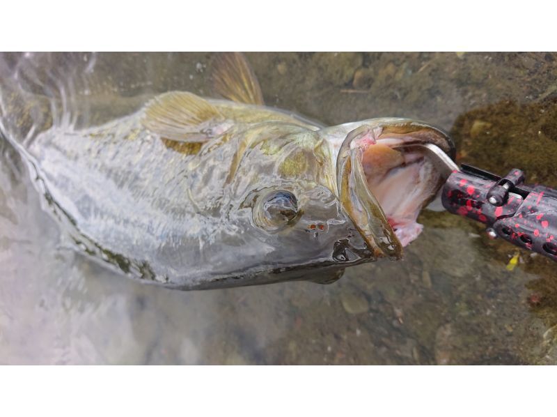 【東京都調布市】　夏休み自由研究全4回テーマ”川魚釣り三昧”どっつぷり学ぶ4日間金曜コース8月1日8日22日29日の紹介画像
