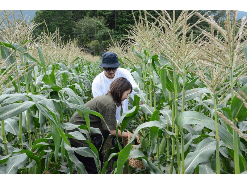 【長野県・八ヶ岳】ハマラノーエン×ちの旅　大人の自由研究シリーズ！メロンより甘い「八ヶ岳生とうもろこし」のヒミツに迫る！！の紹介画像