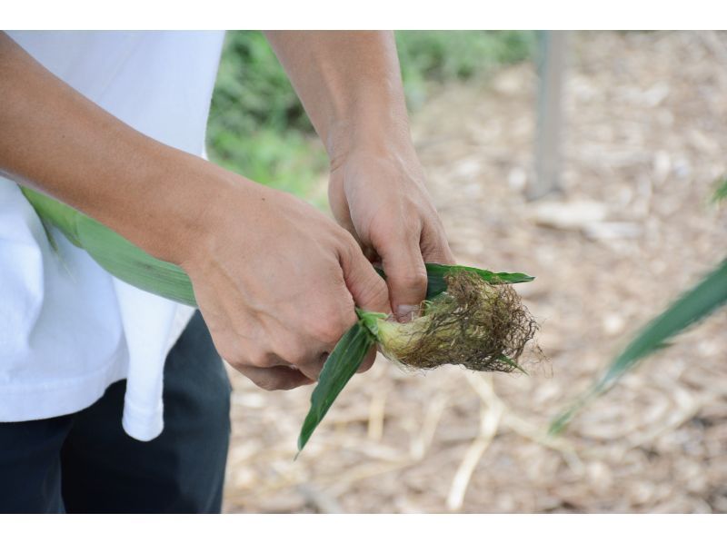 【長野県・八ヶ岳】ハマラノーエン×ちの旅　大人の自由研究シリーズ！メロンより甘い「八ヶ岳生とうもろこし」のヒミツに迫る！！の紹介画像
