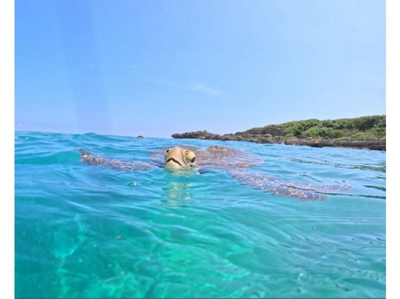 [ 冲绳 宫古岛 ] 海龟浮潜之旅の紹介画像