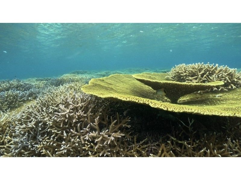 【石垣島・初心者OK】\南国サンゴの楽園ダイブ１日体験ダイビングツアー/ 2dive(2dive目シュノーケルに変更OK)器材レンタル込の紹介画像