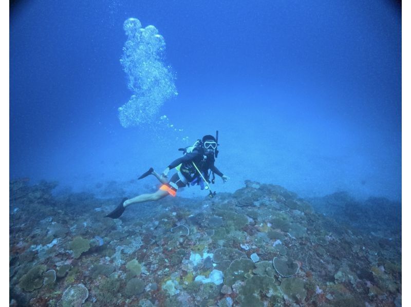 【石垣島・初心者OK】\南国サンゴの楽園ダイブ１日体験ダイビングツアー/ 2dive(2dive目シュノーケルに変更OK)器材レンタル込の紹介画像