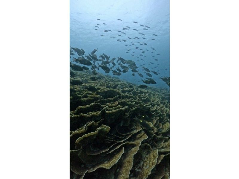 【石垣島・初心者OK】\南国サンゴの楽園ダイブ１日体験ダイビングツアー/ 2dive(2dive目シュノーケルに変更OK)器材レンタル込の紹介画像