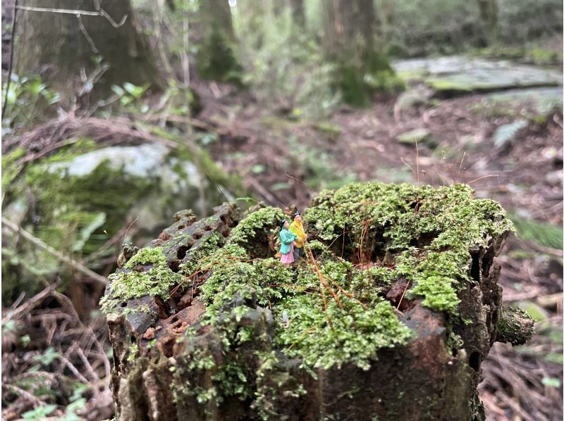 [Kanagawa, Hakone, Miyanoshita] Hakone Old Tokaido Stone Pavement Moss Watching Tourの紹介画像