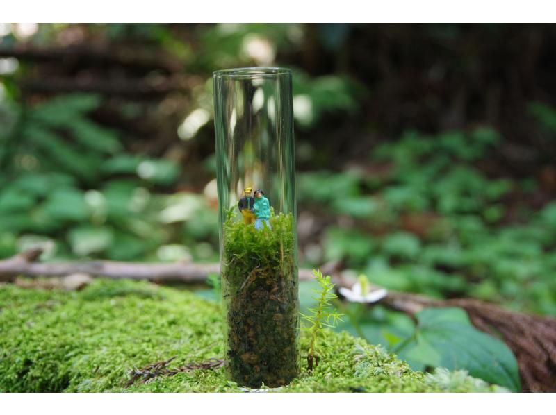 [Kanagawa, Hakone, Miyanoshita] Hakone Old Tokaido Stone Pavement Moss Watching Tourの紹介画像