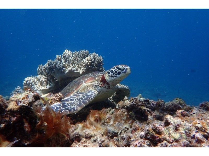 【石垣島・初心者OK】\    ハッピーセット⭐︎幻の島上陸&半日体験ダイビングツアー　/ 1dive 器材レンタル込の紹介画像