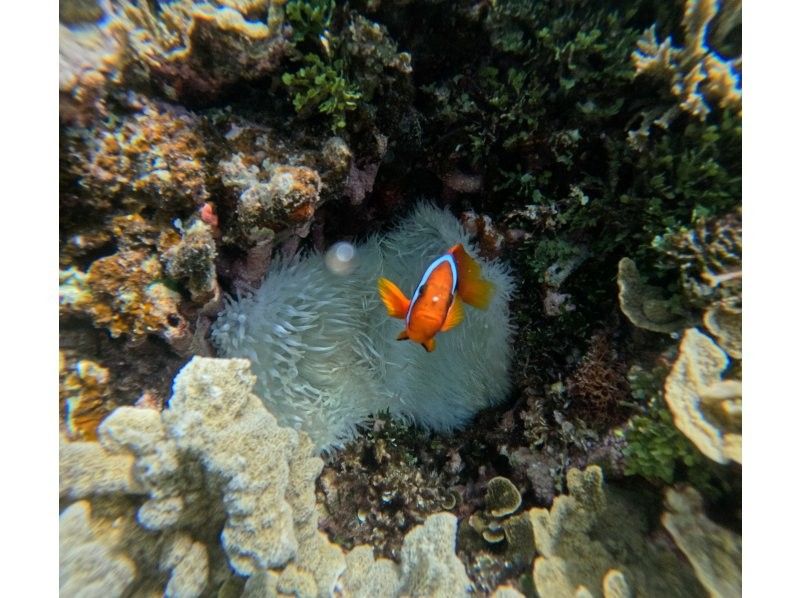 【石垣島・初心者OK】\    ハッピーセット⭐︎幻の島上陸&半日体験ダイビングツアー　/ 1dive 器材レンタル込の紹介画像