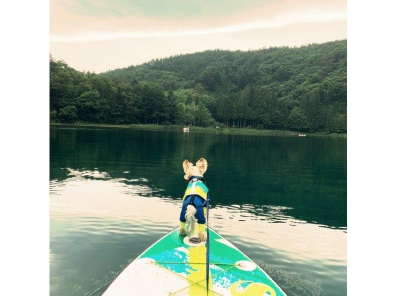 【三重・津】君ケ野ダム　わんことSUP！　家族と愛犬とSUP体験！の紹介画像