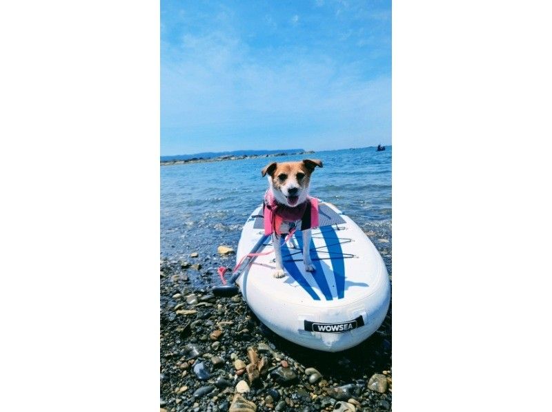 【三重・津】君ケ野ダム　わんことSUP！　家族と愛犬とSUP体験！の紹介画像
