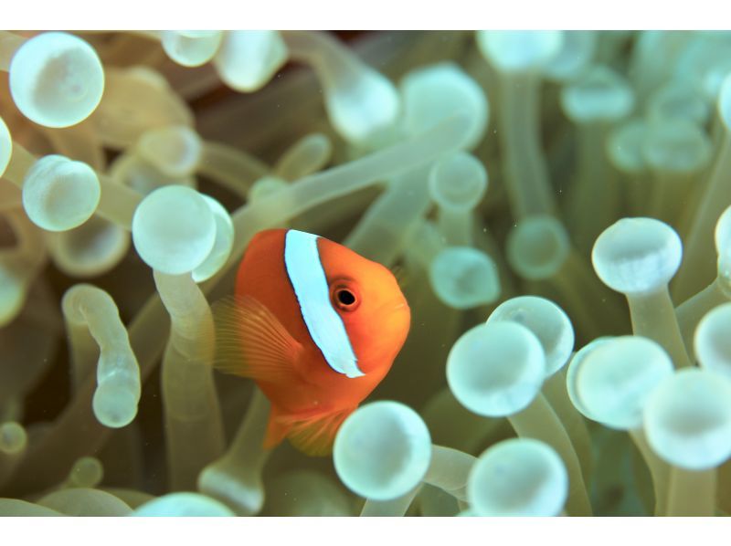 【石垣島・シュノーケル】ウミガメ&ニモにも！当日OK！手ぶら&少人数制の安心ガイドツアー！シャワー・トイレ・駐車場完備！写真データプレゼントの紹介画像