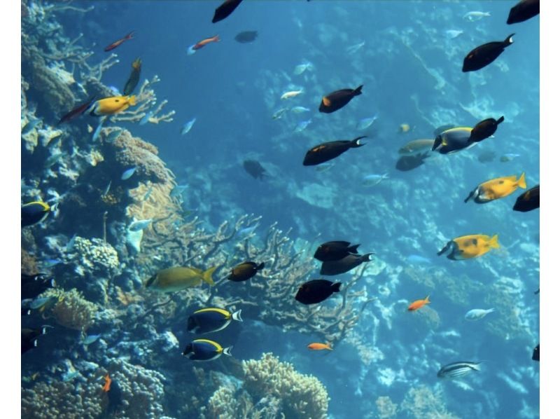 [Ishigaki Island Snorkeling] Meet sea turtles and Nemo! Hands-free and small group guided tour! Showers, toilets and parking available! Photo data provided!の紹介画像