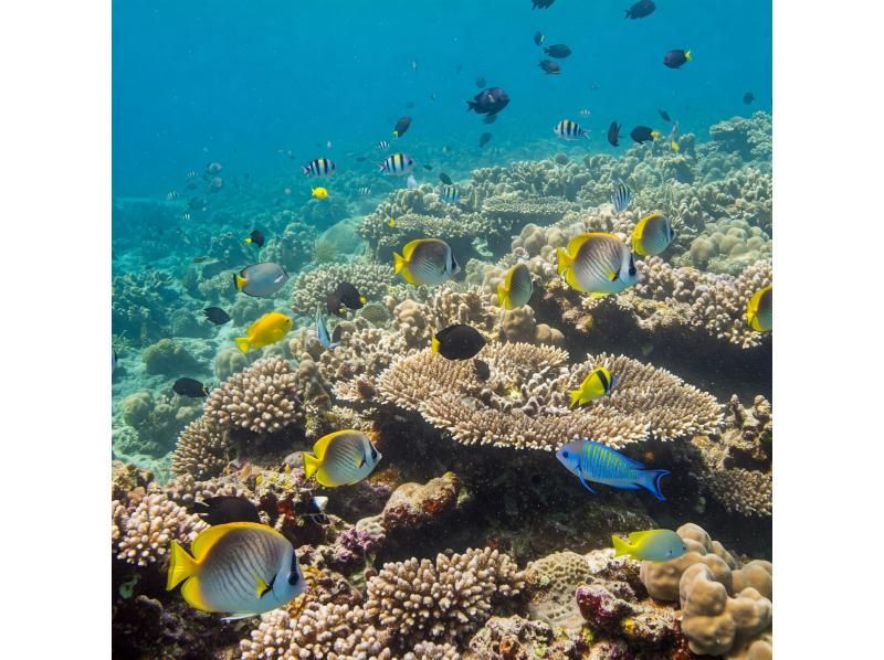 【石垣島・シュノーケル】ウミガメ&ニモにも！当日OK！手ぶら&少人数制の安心ガイドツアー！シャワー・トイレ・駐車場完備！写真データプレゼントの紹介画像