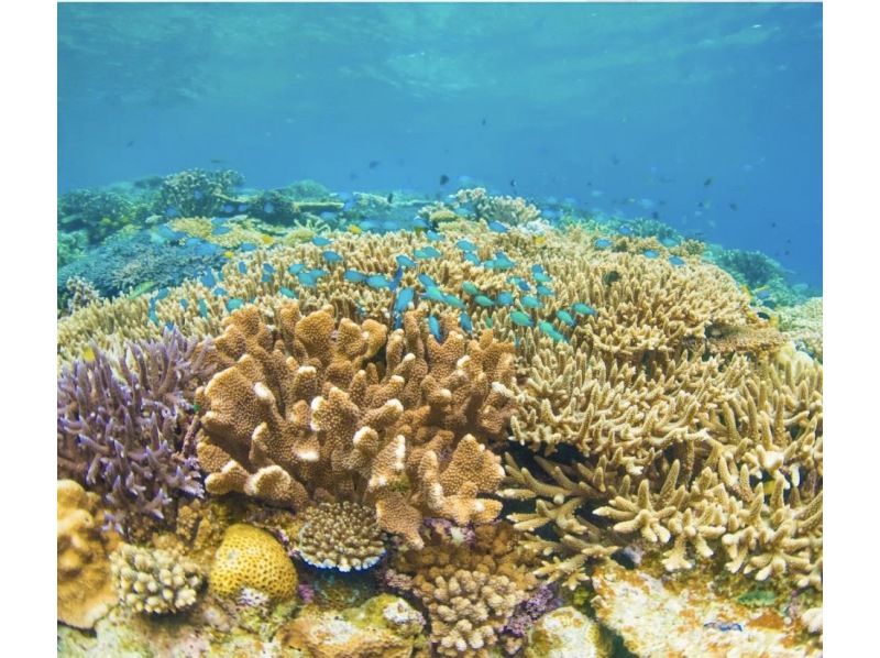 【石垣島・シュノーケル】ウミガメ&ニモにも！当日OK！手ぶら&少人数制の安心ガイドツアー！シャワー・トイレ・駐車場完備！写真データプレゼントの紹介画像