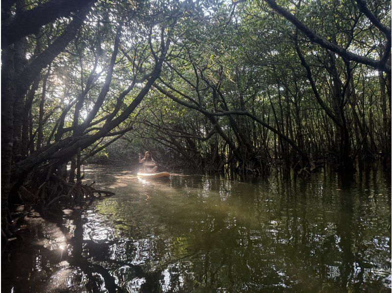 Ishigaki: Rainforest SUP & Drone Photos! Perfect for Rainy Days. Free Photo Data!