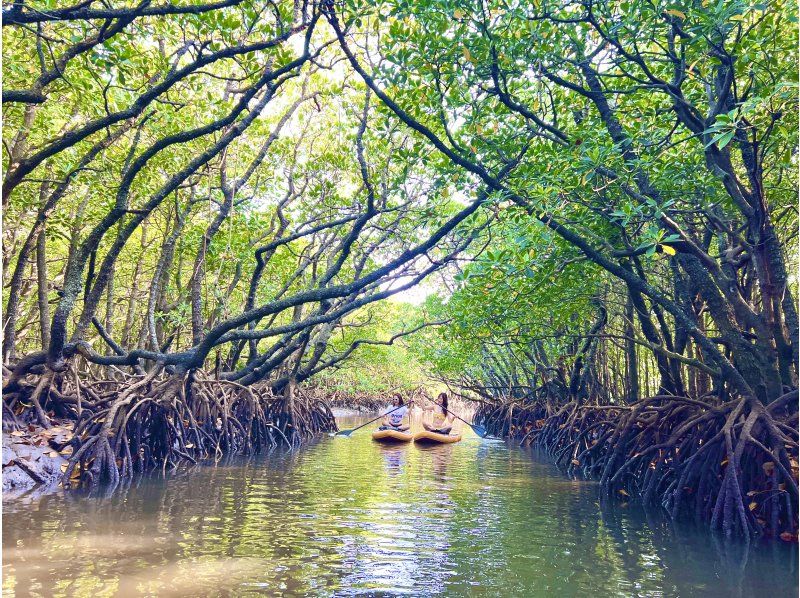 Ishigaki: Rainforest SUP & Drone Photos! Perfect for Rainy Days. Free Photo Data!