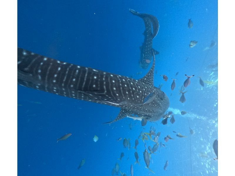 【読谷村】冬でも楽しめる！港から“わずか5分”でジンベエザメに会える特別ツアー！高透明度＆近距離迫力体験／写真・動画無料／初心者大歓迎！の紹介画像