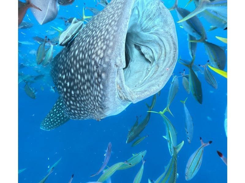 【読谷村】冬でも楽しめる！港から“わずか5分”でジンベエザメに会える特別ツアー！高透明度＆近距離迫力体験／写真・動画無料／初心者大歓迎！の紹介画像