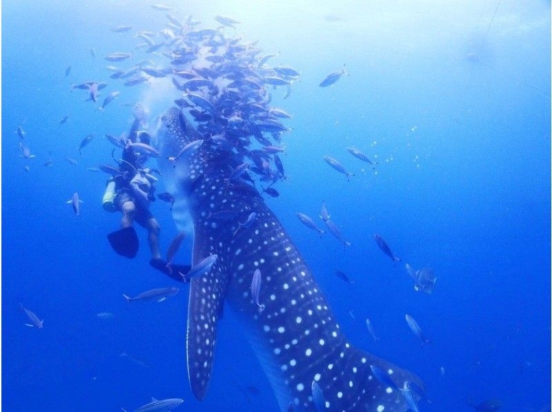 【ジンベエザメとシュノーケル・沖縄本島・読谷村】人生で一度は経験してもらいたい圧巻シュノーケル！！写真、動画無制限撮影も無料プレゼント♪の紹介画像