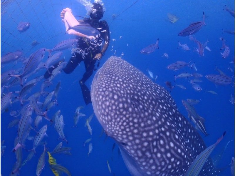 【読谷村】冬でも楽しめる！港から“わずか5分”でジンベエザメに会える特別ツアー！高透明度＆近距離迫力体験／写真・動画無料／初心者大歓迎！の紹介画像